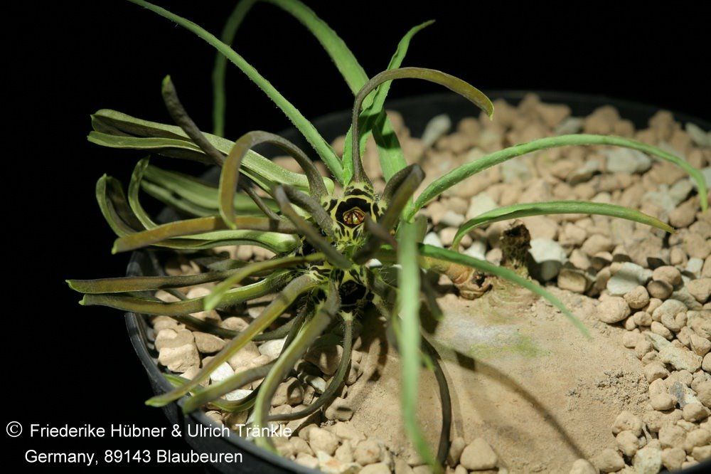 Fotoausstellung Brachystelma